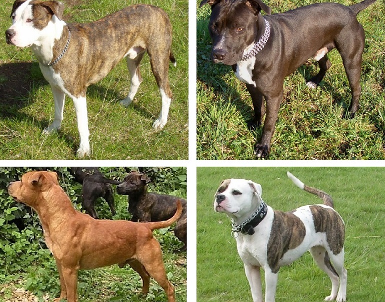 Were pit best sale bulls nanny dogs