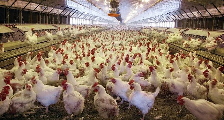 Poultry Consumption in the US