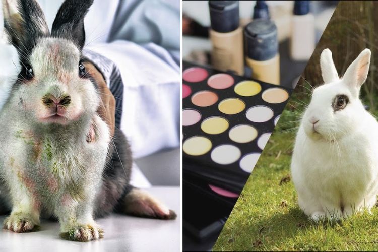 Animal Testing Makeup