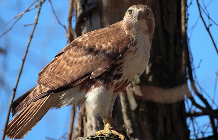 animals that live in north america