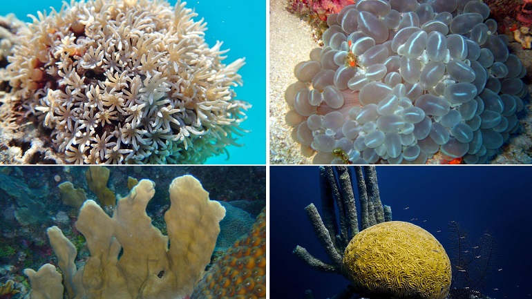 types of coral reefs
