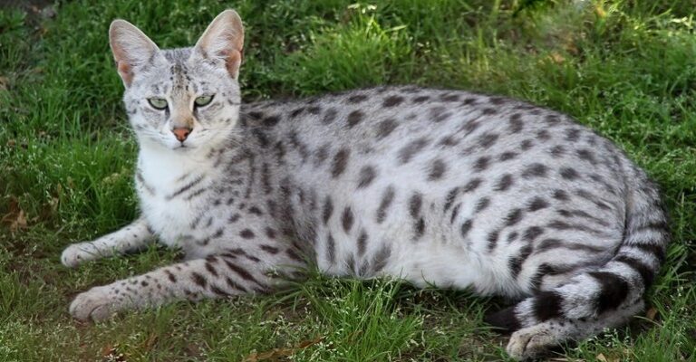 savannah cat legal in california