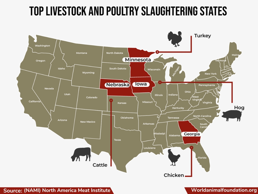 Slaughterhouses Are in the US