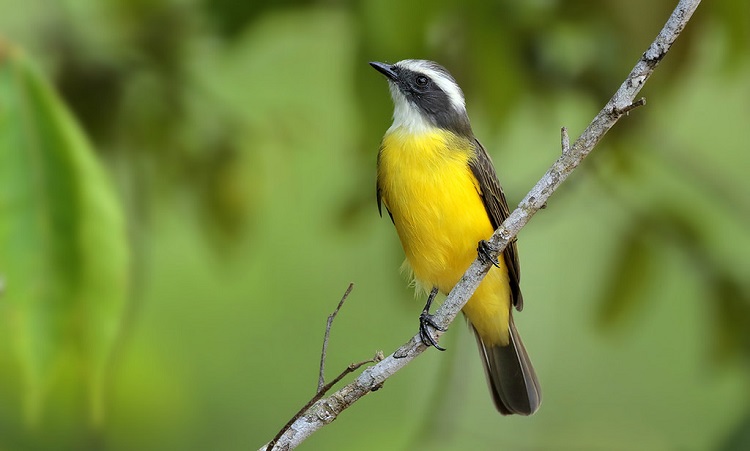 unique north american animals