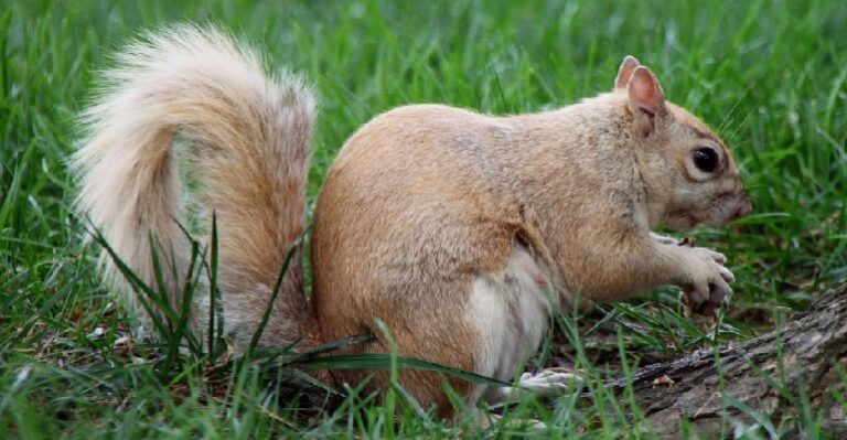 can you have a pet fox in california