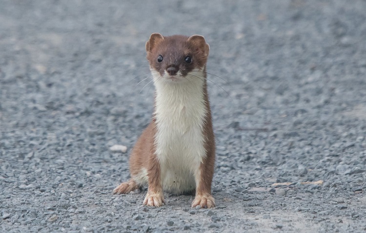 North American Wildlife 