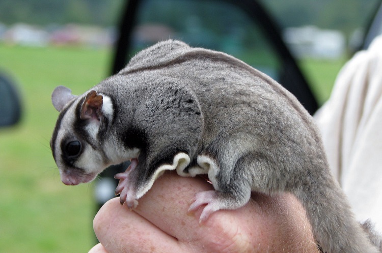 what is Sugar Gliders 