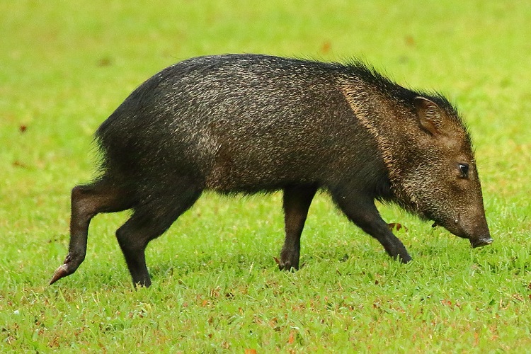 The Exotic Wildlife Trade Is Thriving in Texas