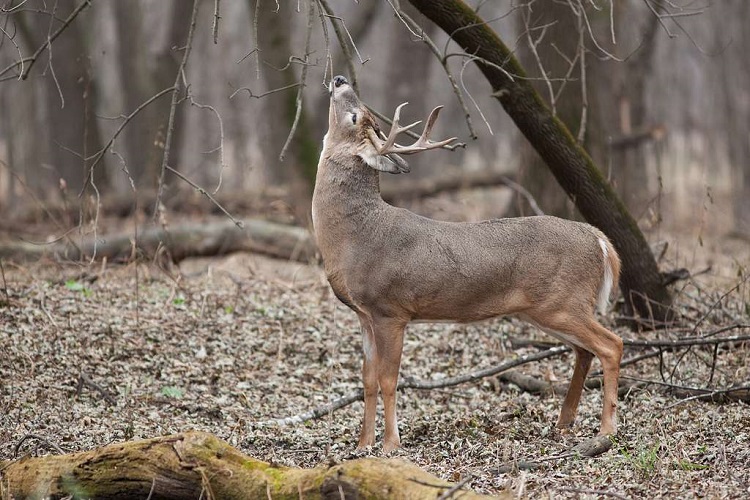 The Exotic Wildlife Trade Is Thriving in Texas