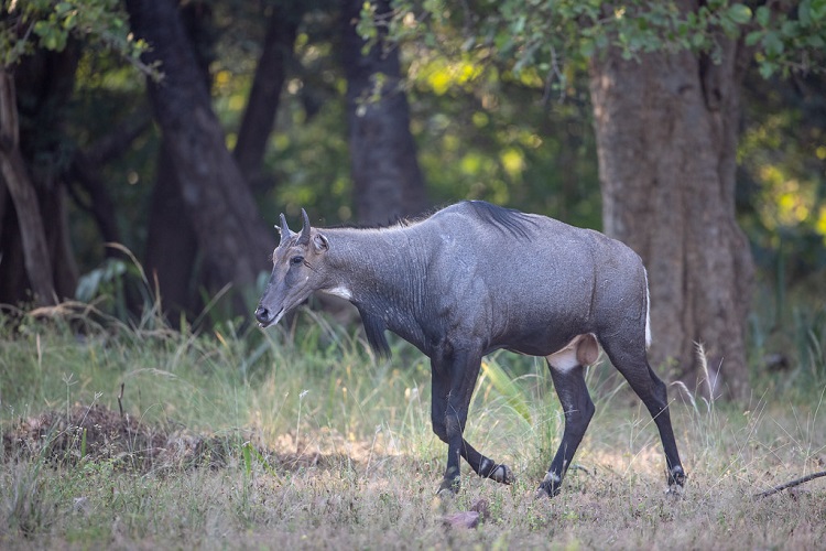 The Exotic Wildlife Trade Is Thriving in Texas