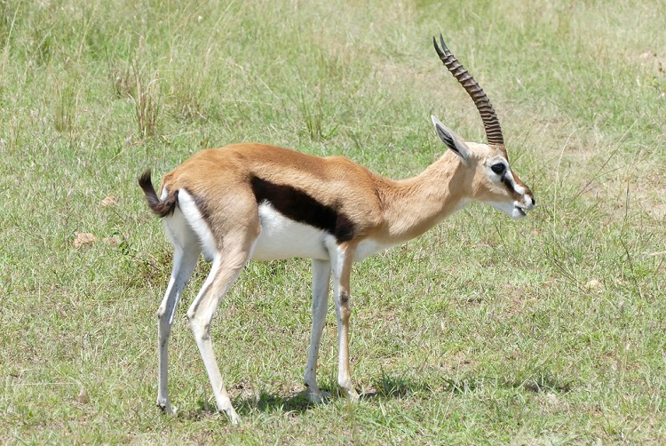 Types Of Antelope In Texas