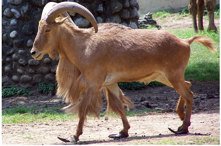 get-up-close-and-personal-with-texas-exotic-animals