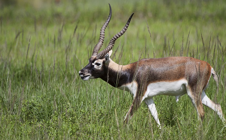 The Exotic Wildlife Trade Is Thriving in Texas