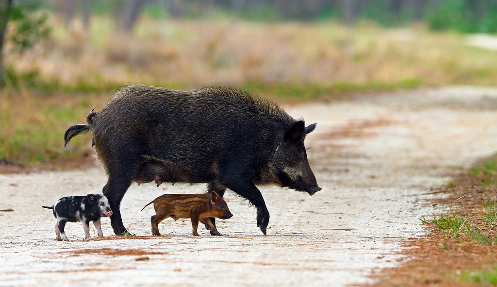 The Exotic Wildlife Trade Is Thriving in Texas