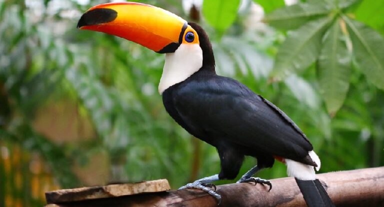 can you have a toucan as a pet