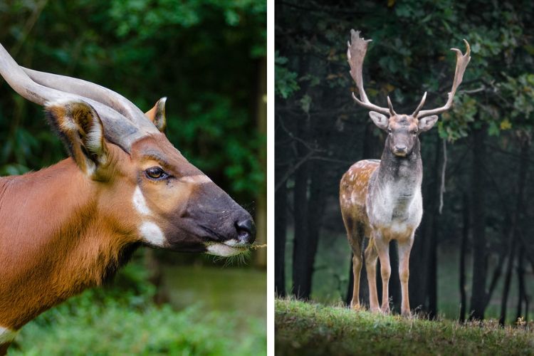 texas deer species