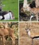Texas Exotic Animals