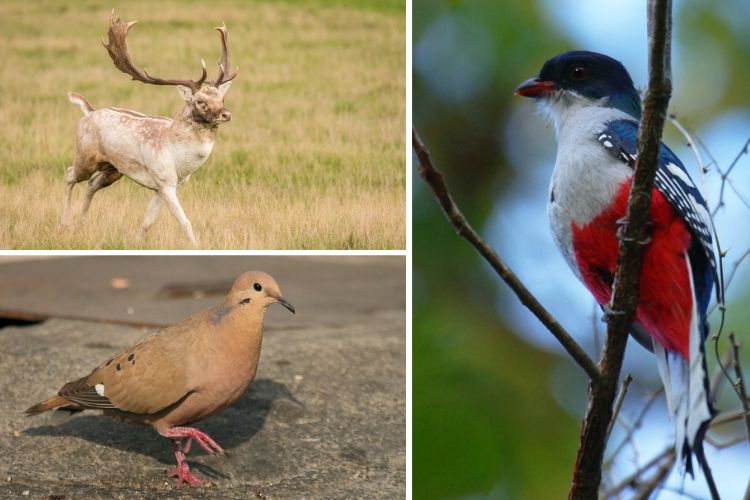 5 Unique Species to Target in North America