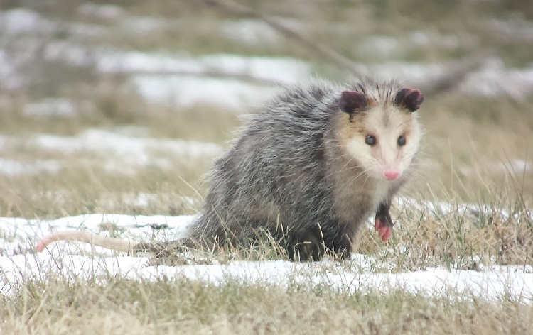 animal species native to north america