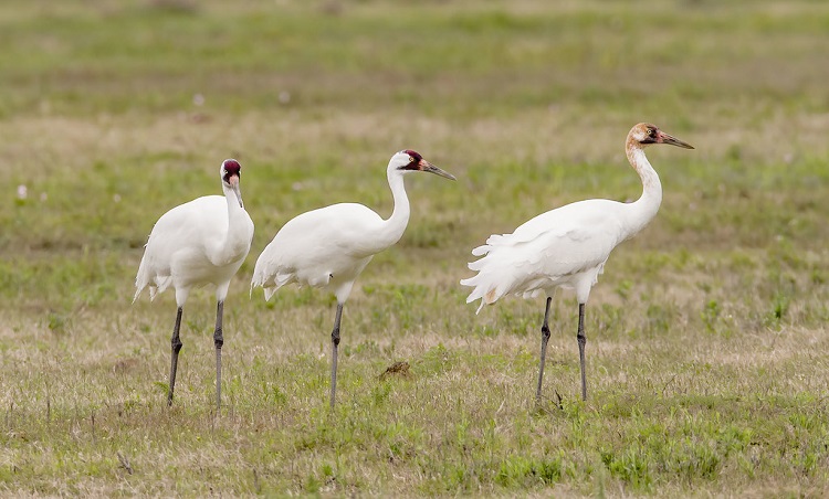 unique animals found in north america