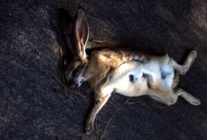 Behind The Scenes Of Rabbit Testing In The Lab