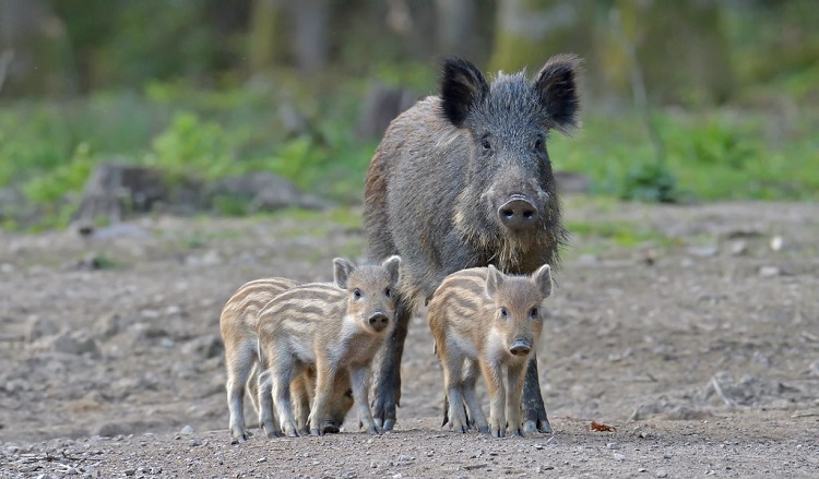 united states animals