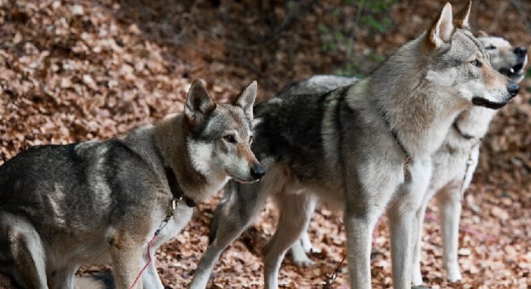 are wolfdogs legal in california