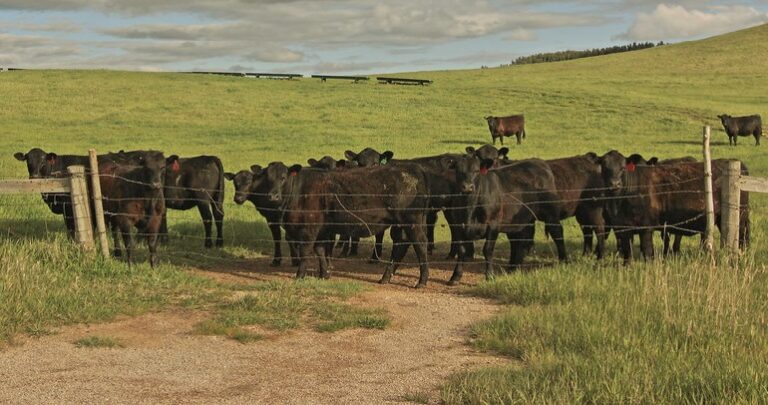  Cattle