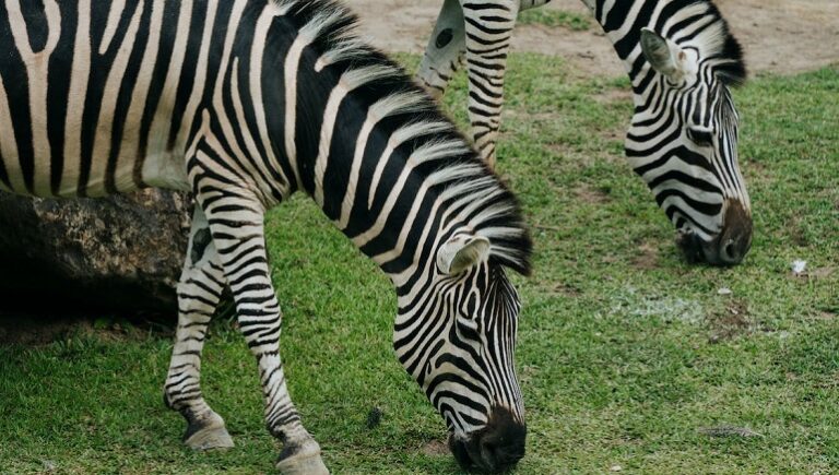 can you own a zebra