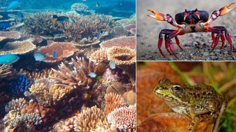 animals of the world