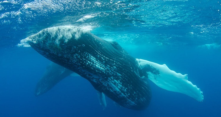 blue whale weight