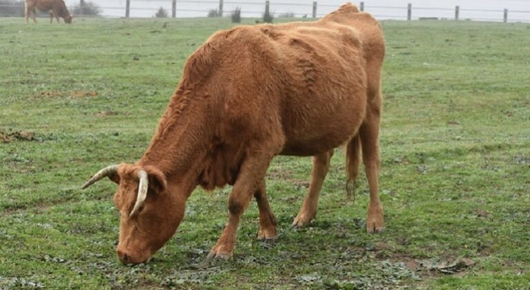 american cow