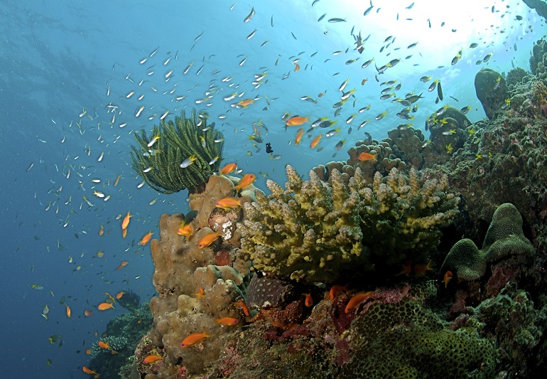 underwater coral
