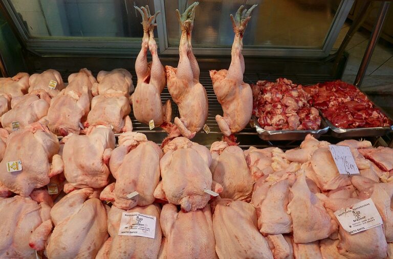 Dark Side Of Humanity How Many Animals Killed Each Year?