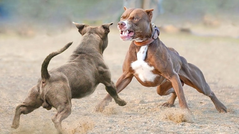 is it ok for dogs to fight