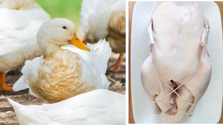  pekin duck or peking duck