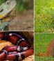 Exotic Animal Laws by State