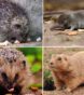 World of Exotic Pets in Florida