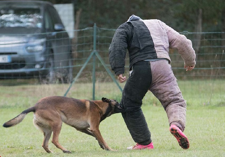 train dogs like pit bulls