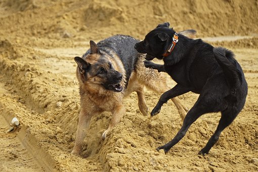 dog fighting
