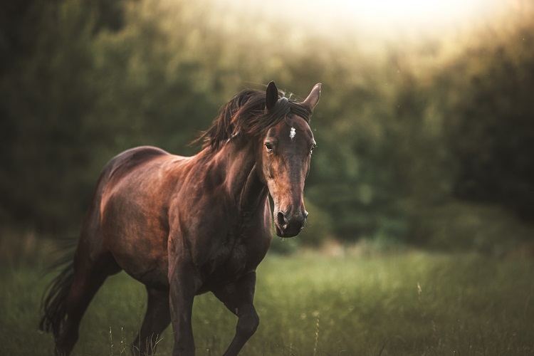 how many horse breeds