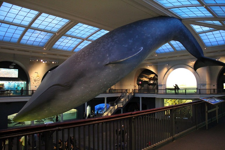 blue whales
