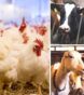 how many animals killed each year