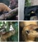 Legal Exotic Pets