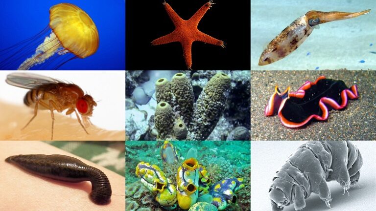 the vast majority of world's species