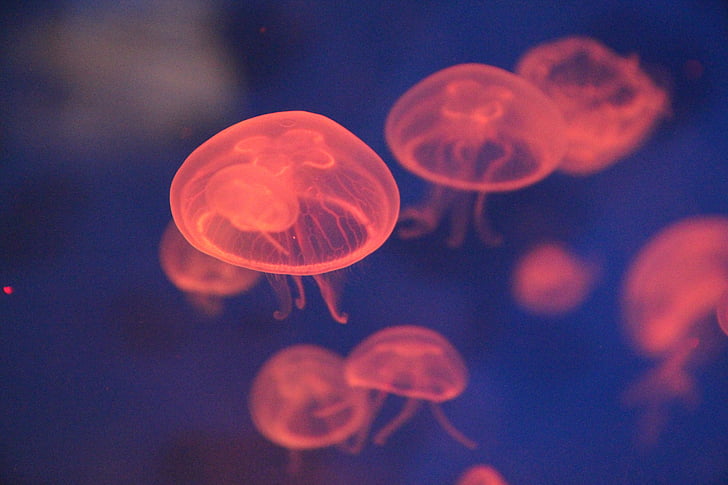 jellyfish