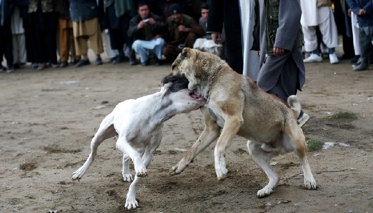 what is the punishment for dog fighting