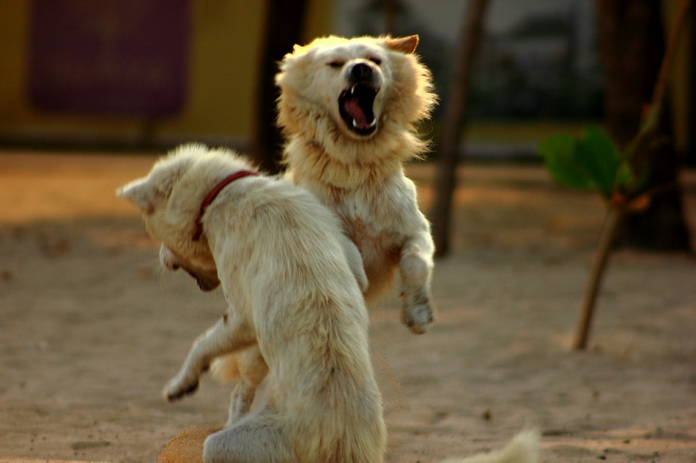 animal fight with other dogs