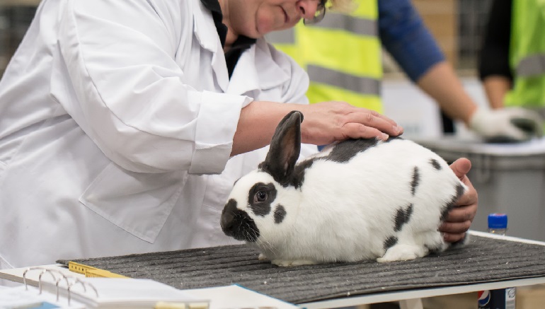 research of rabbits