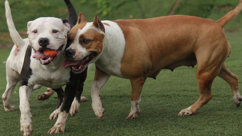 pitbull babysitters